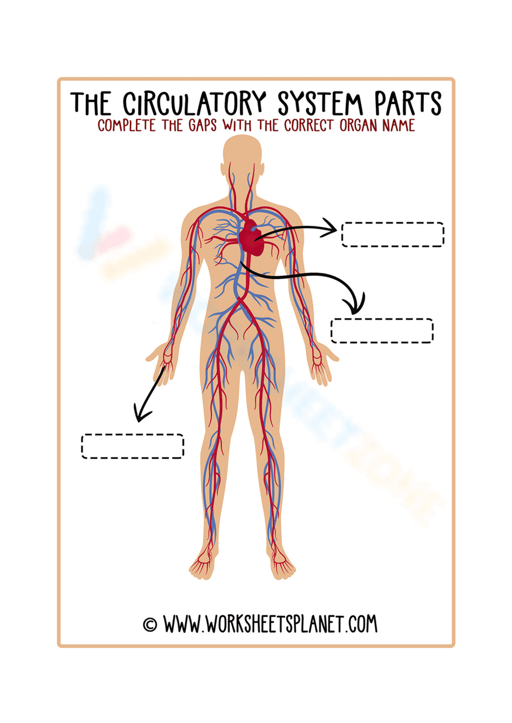 Explore the Circulatory System Parts - Page 1