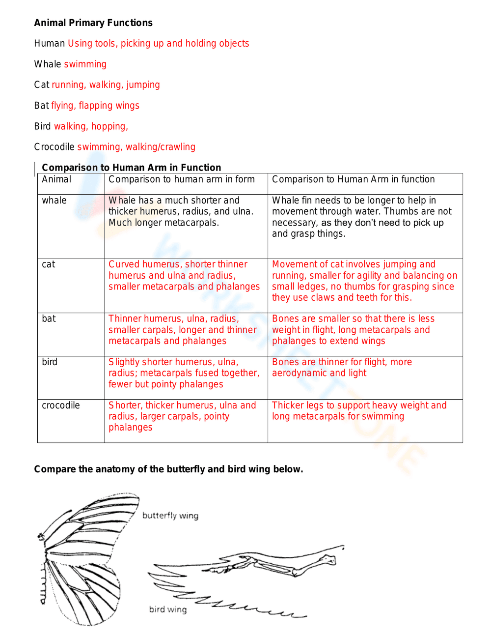 Evidence of evolution worksheet - Page 5