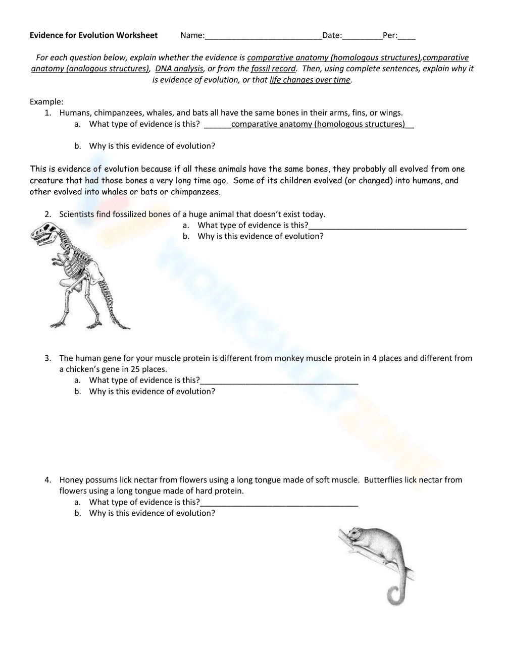 Investigating Evolution: Evidence Analysis Worksheet - Page 1