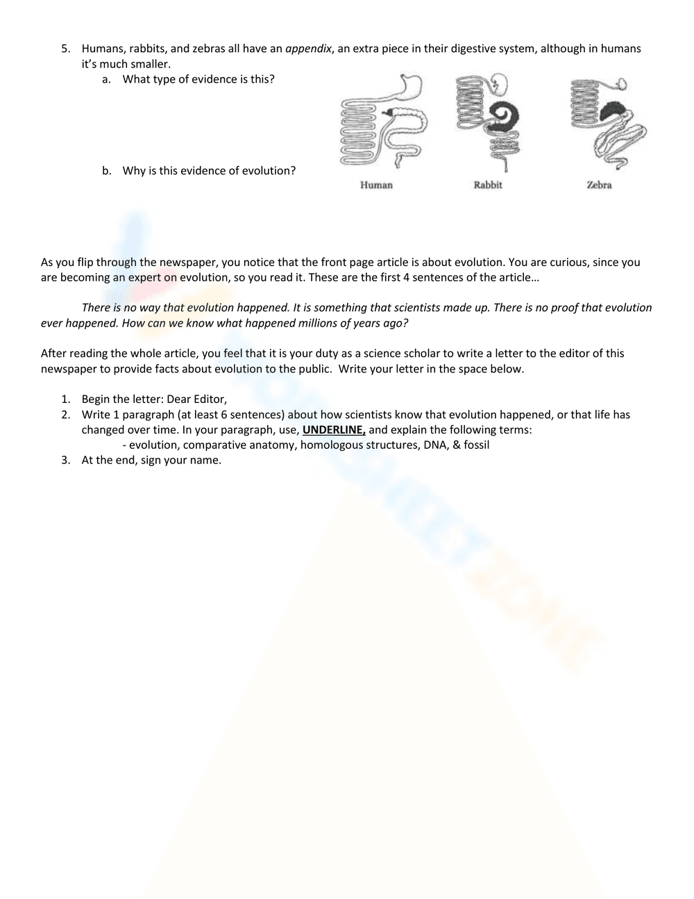 Investigating Evolution: Evidence Analysis Worksheet - Page 2
