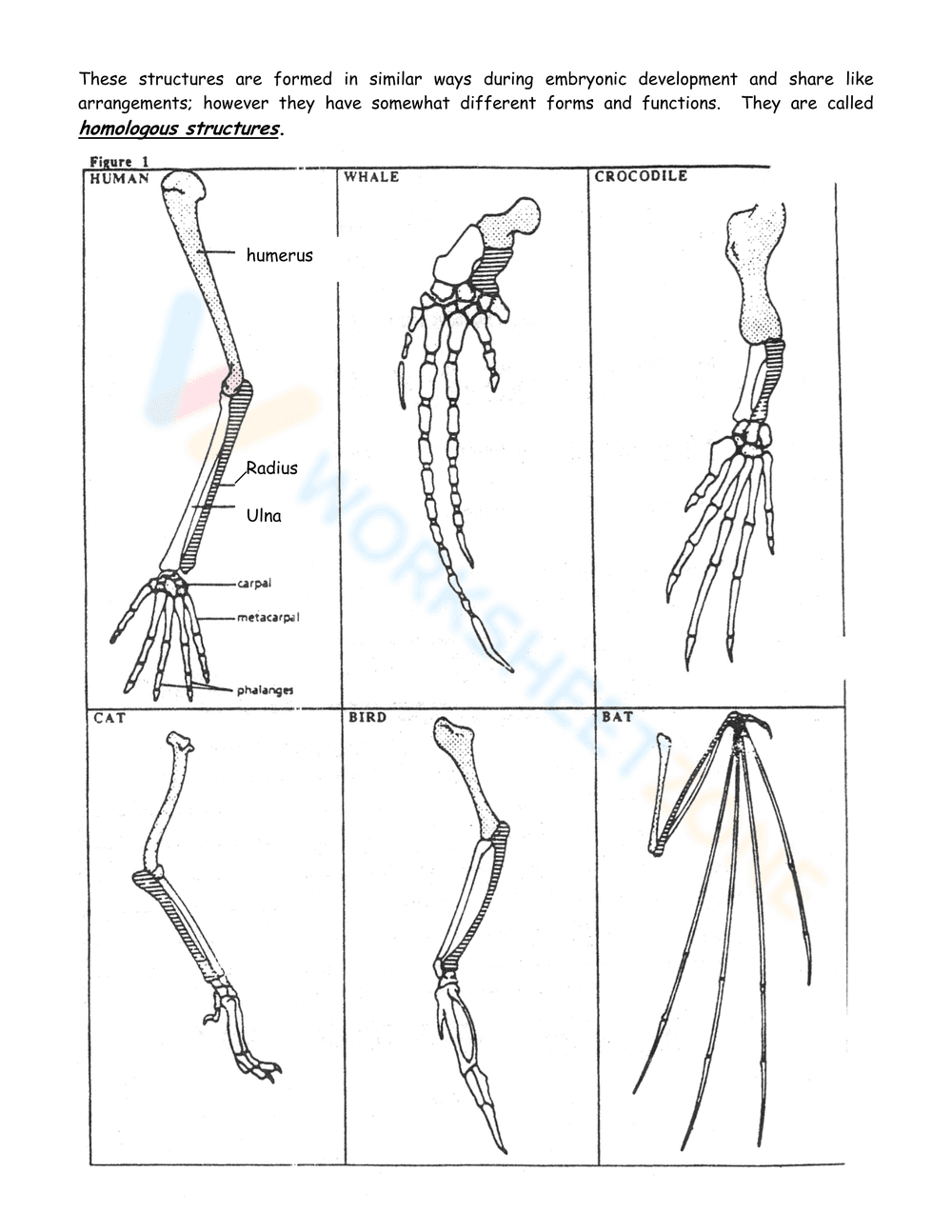 Activity on Evidence of Evolution - Page 2