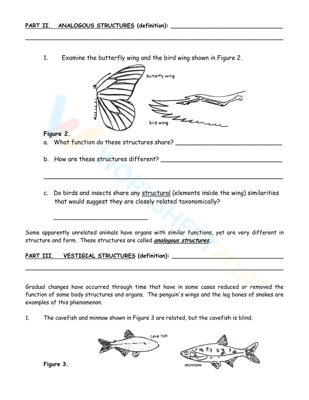 Activity on Evidence of Evolution - Page 3