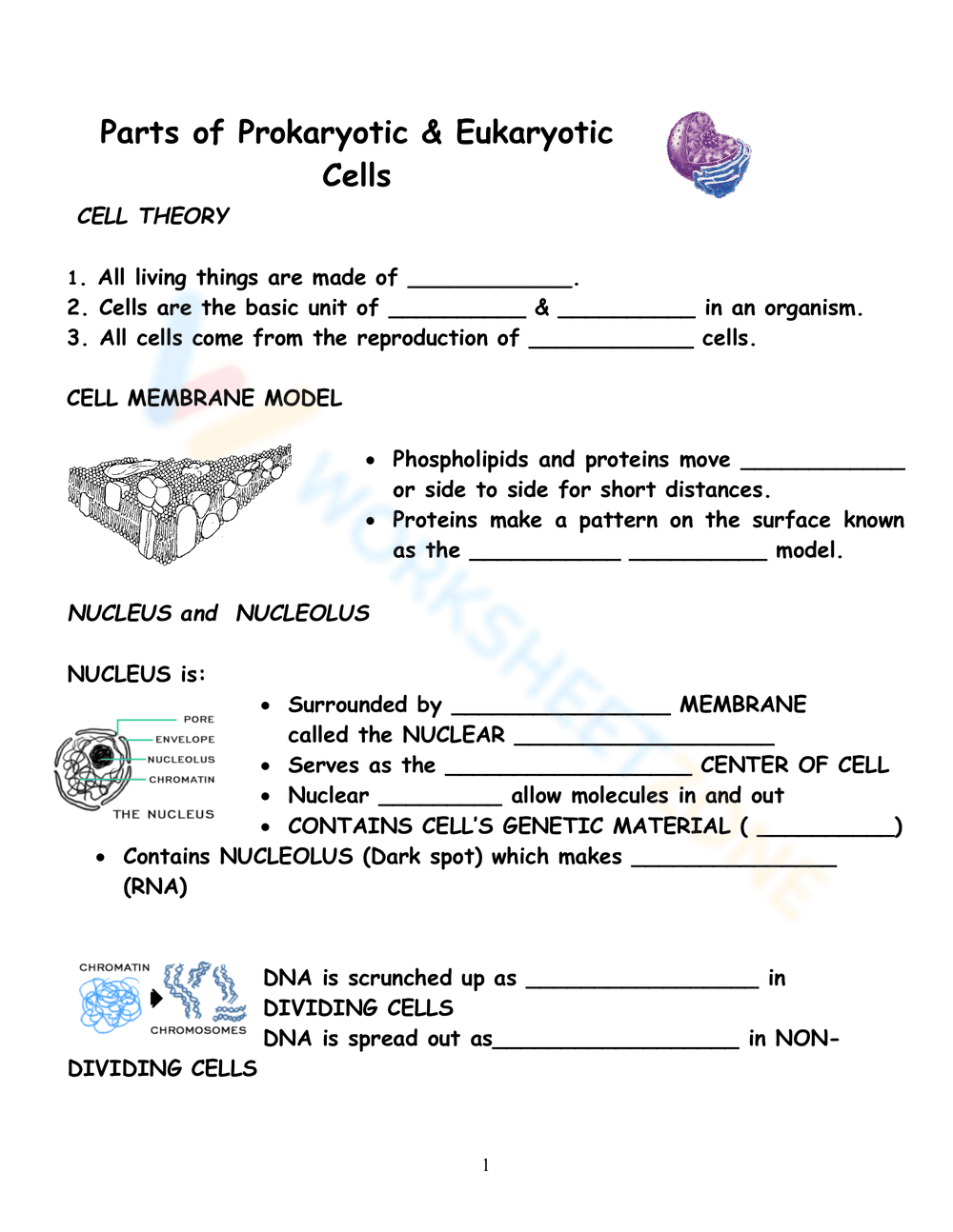 Parts of Prokaryotic & Eukaryotic Cells - Page 1