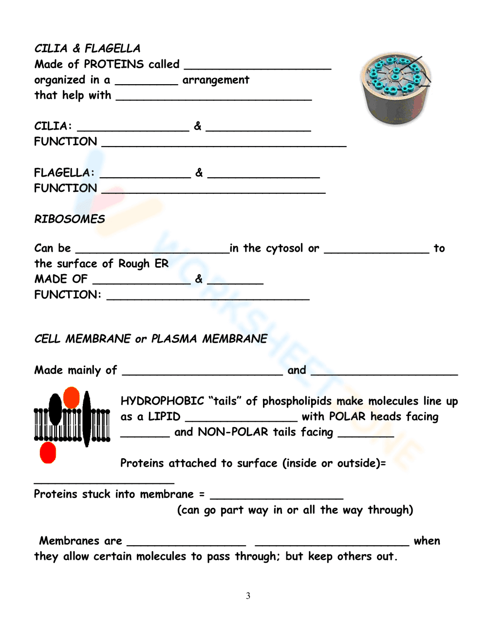 Parts of Prokaryotic & Eukaryotic Cells - Page 3