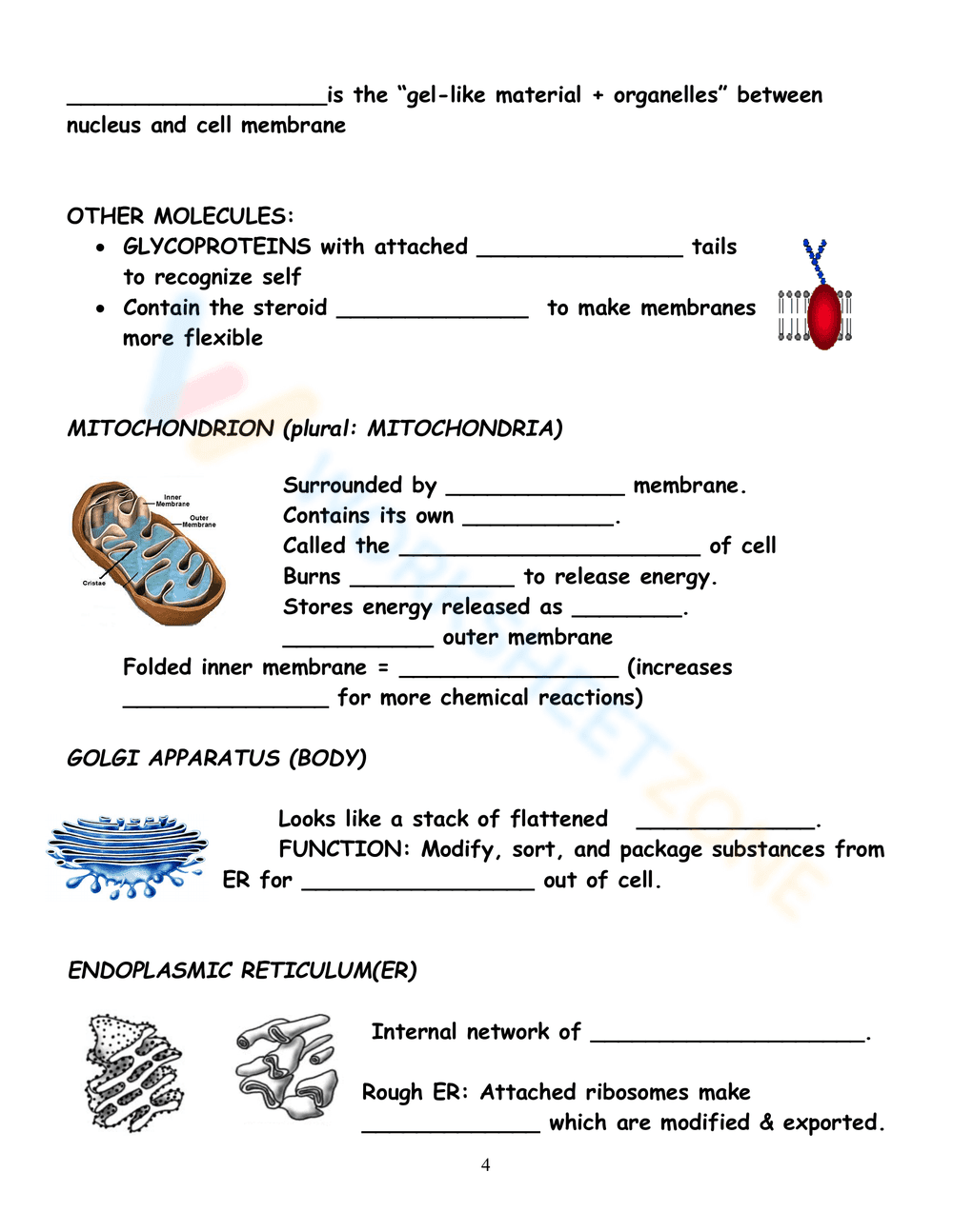 Parts of Prokaryotic & Eukaryotic Cells - Page 4