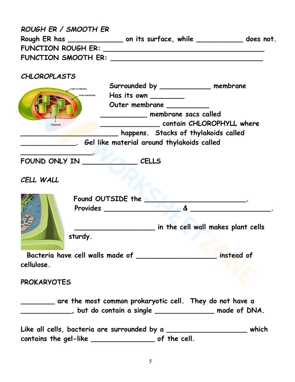 Prokaryote vs Eukaryote Cell Structure Worksheet - Page 5