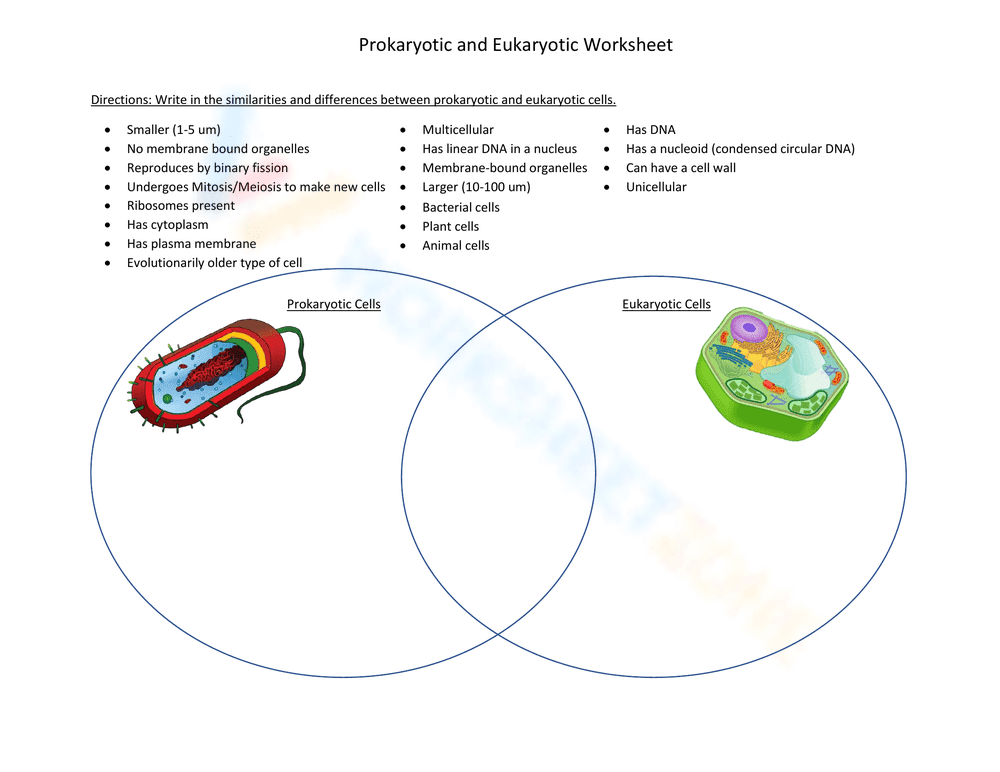 Prokaryotic vs Eukaryotic Cells Worksheet - Page 1