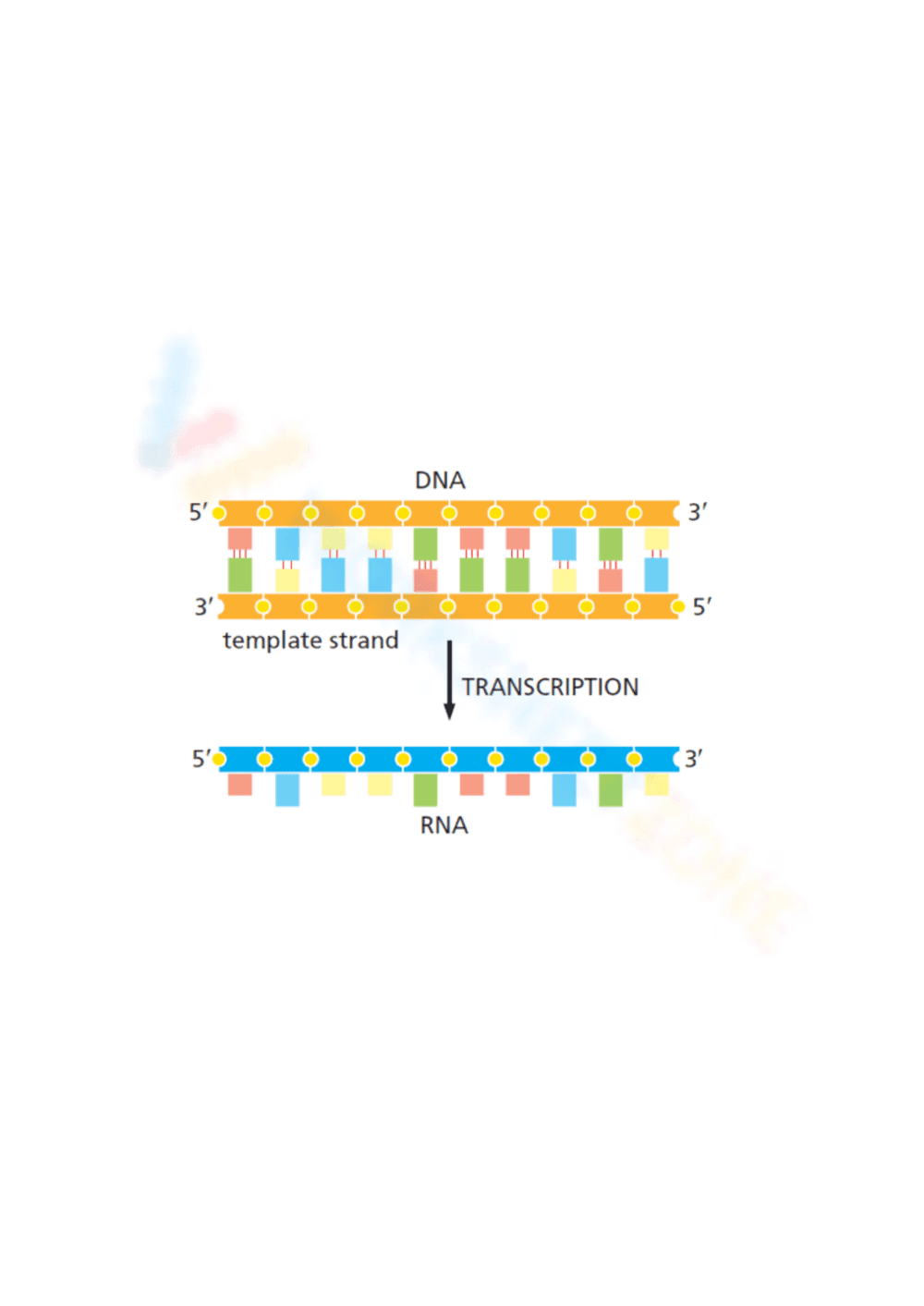 Cell Genome Reading Comprehension - Page 1