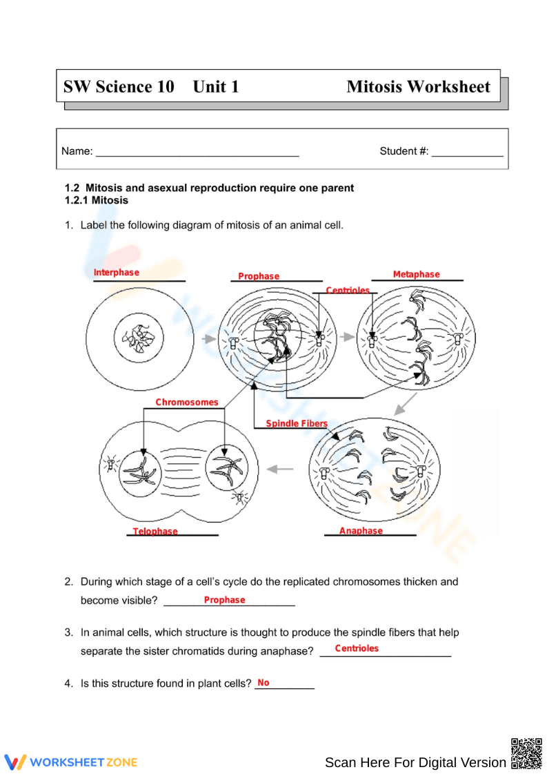 Mitosis Stages Worksheet with Cell Diagrams - Page 1