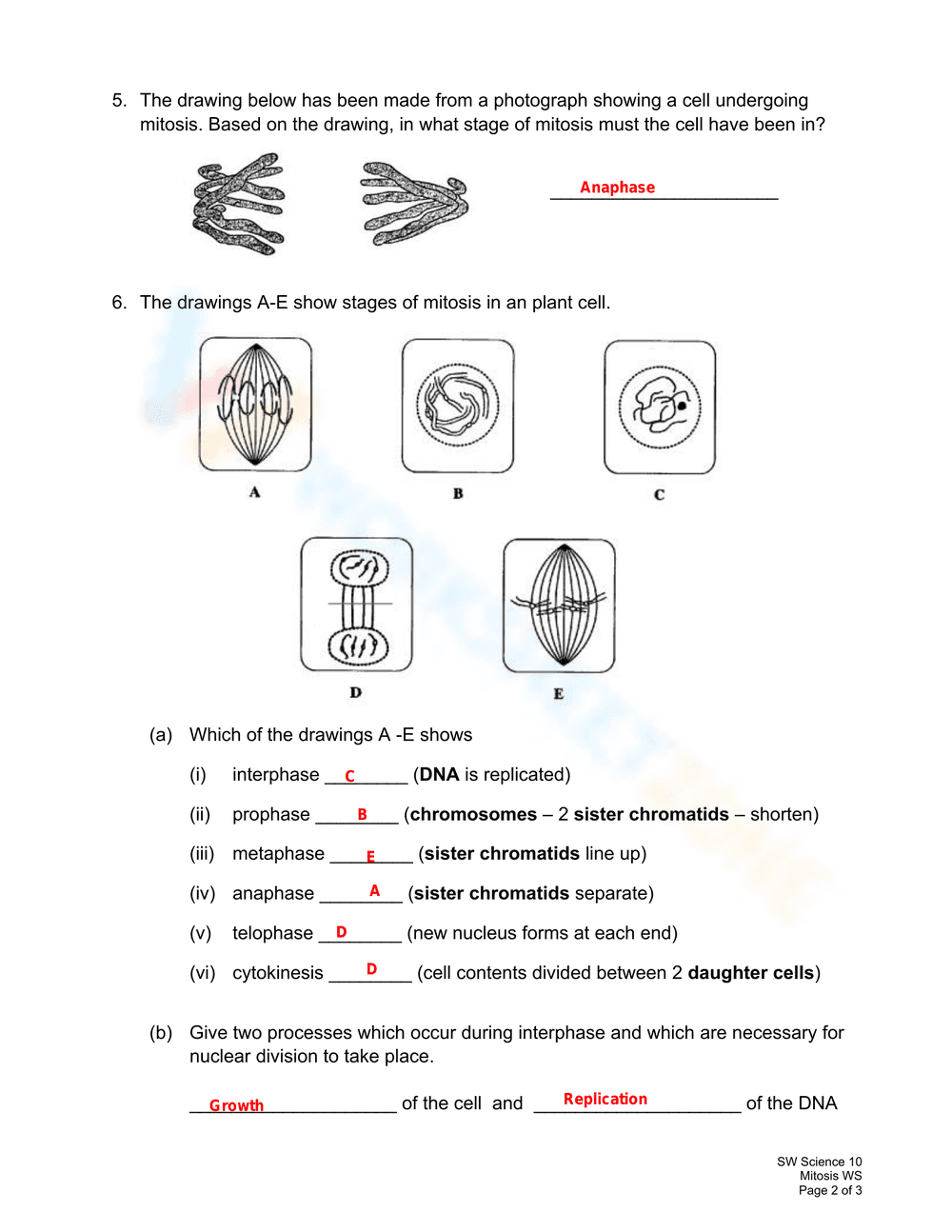 Mitosis Phases - Page 2