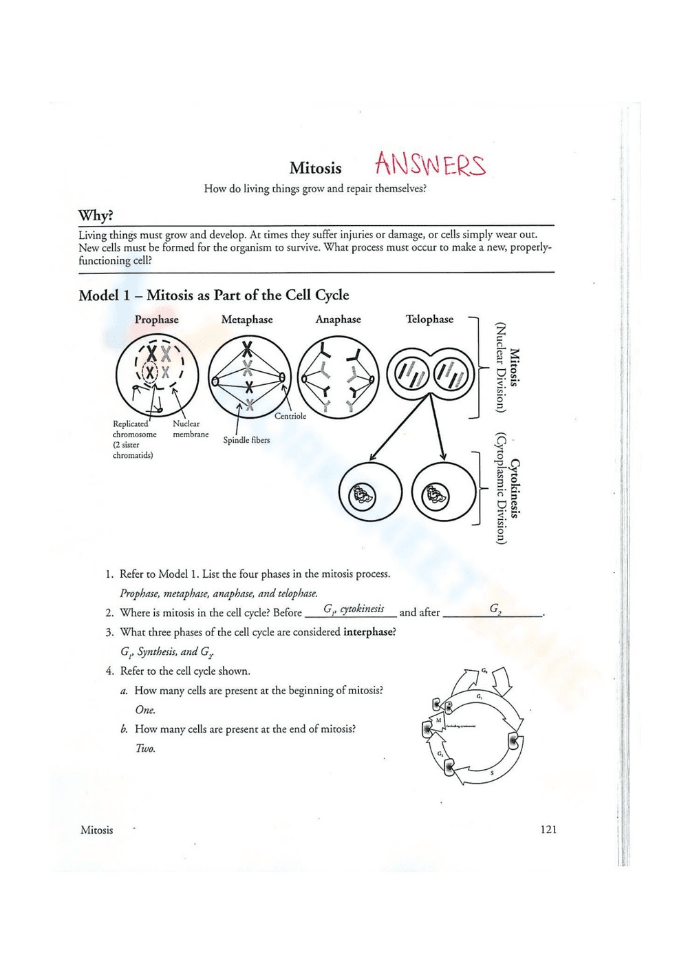 Check Key Mitosis Worksheet - Page 1