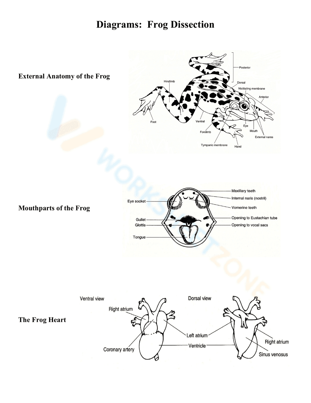 Diagrams for Frog Dissection - Page 1
