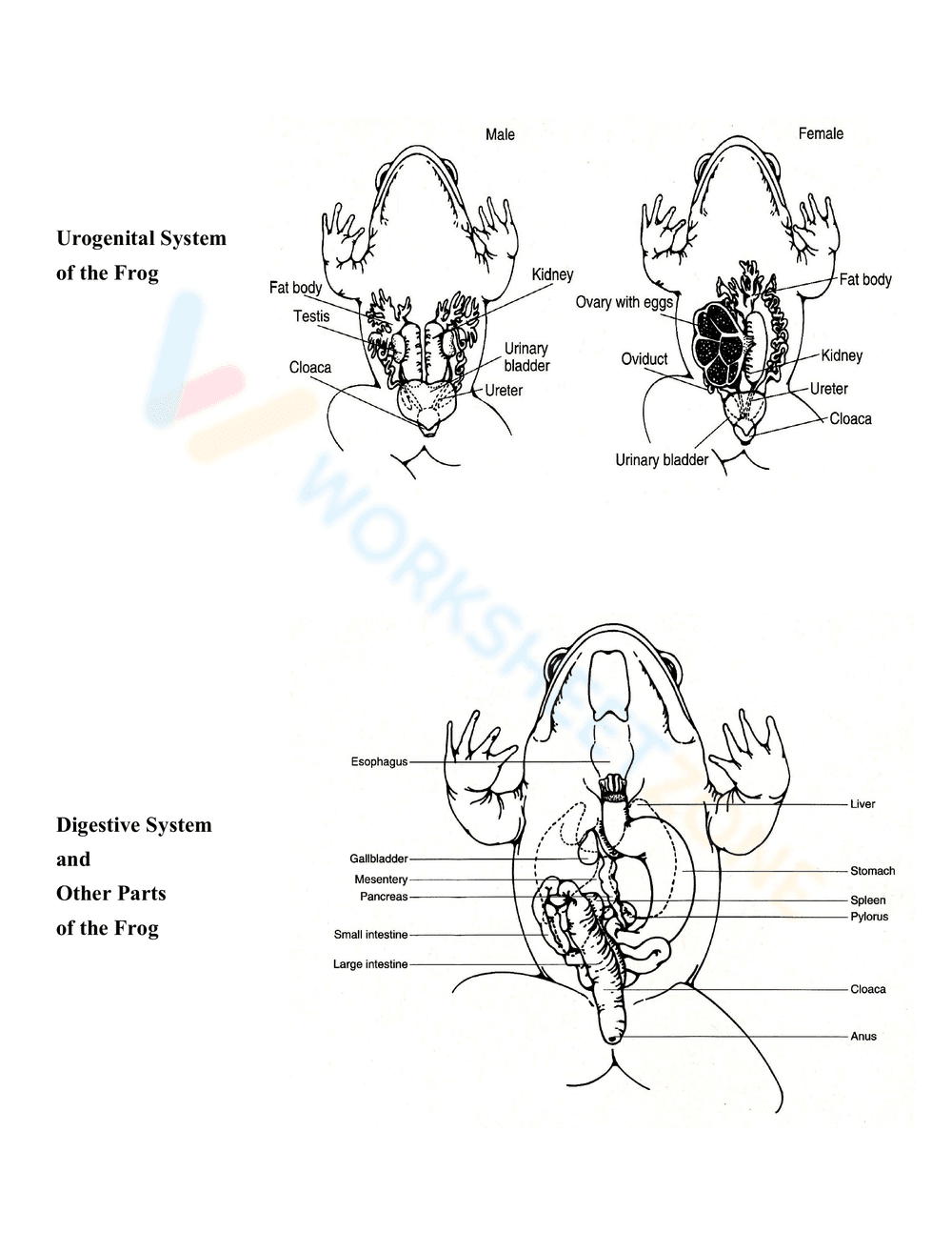 Diagrams for Frog Dissection - Page 2