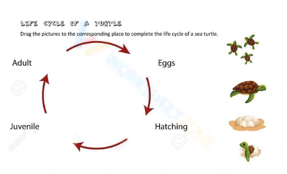 Life cycle of a turtle - Page 1
