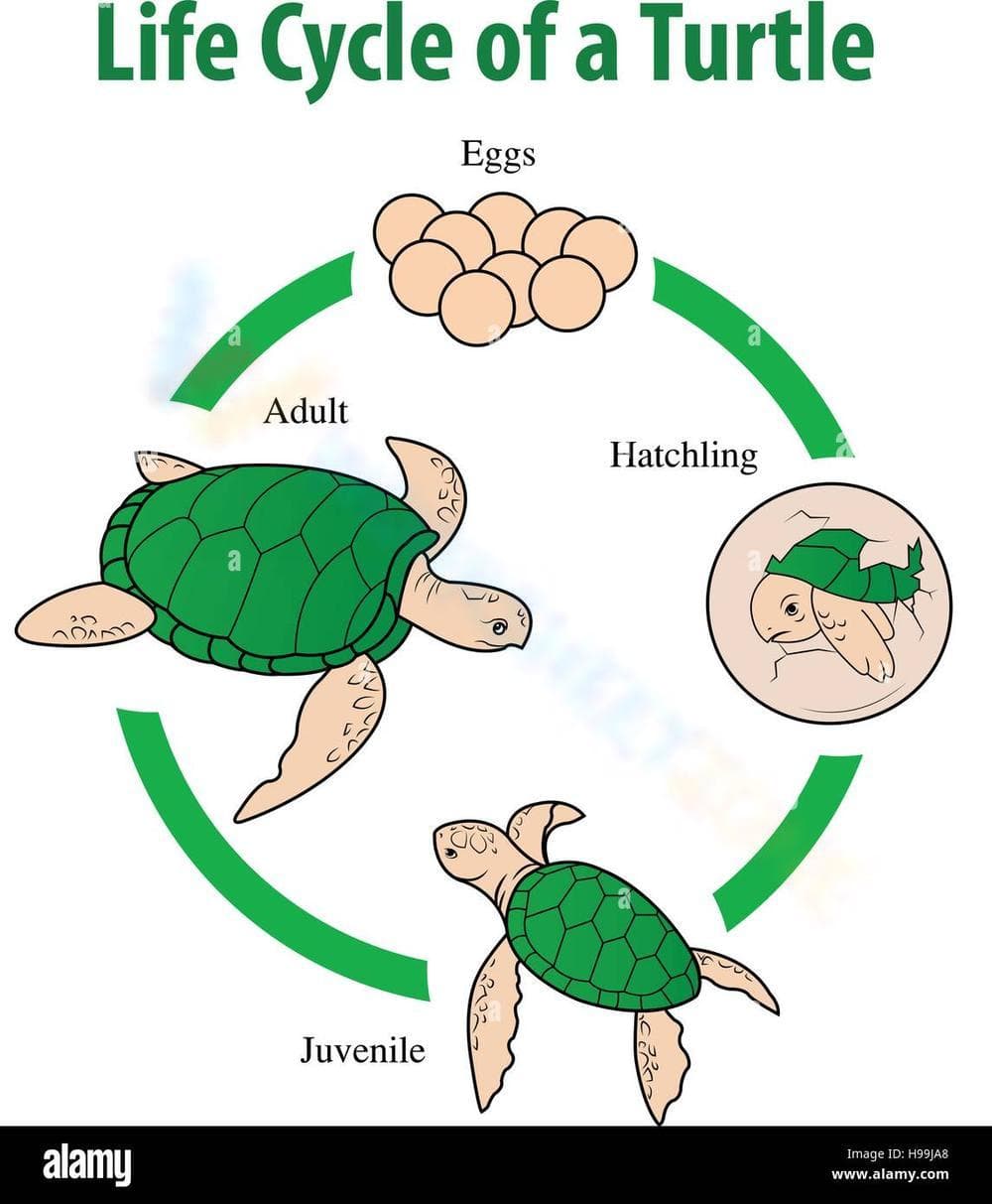 Turtle Life Cycle Worksheet for Kids - Page 1