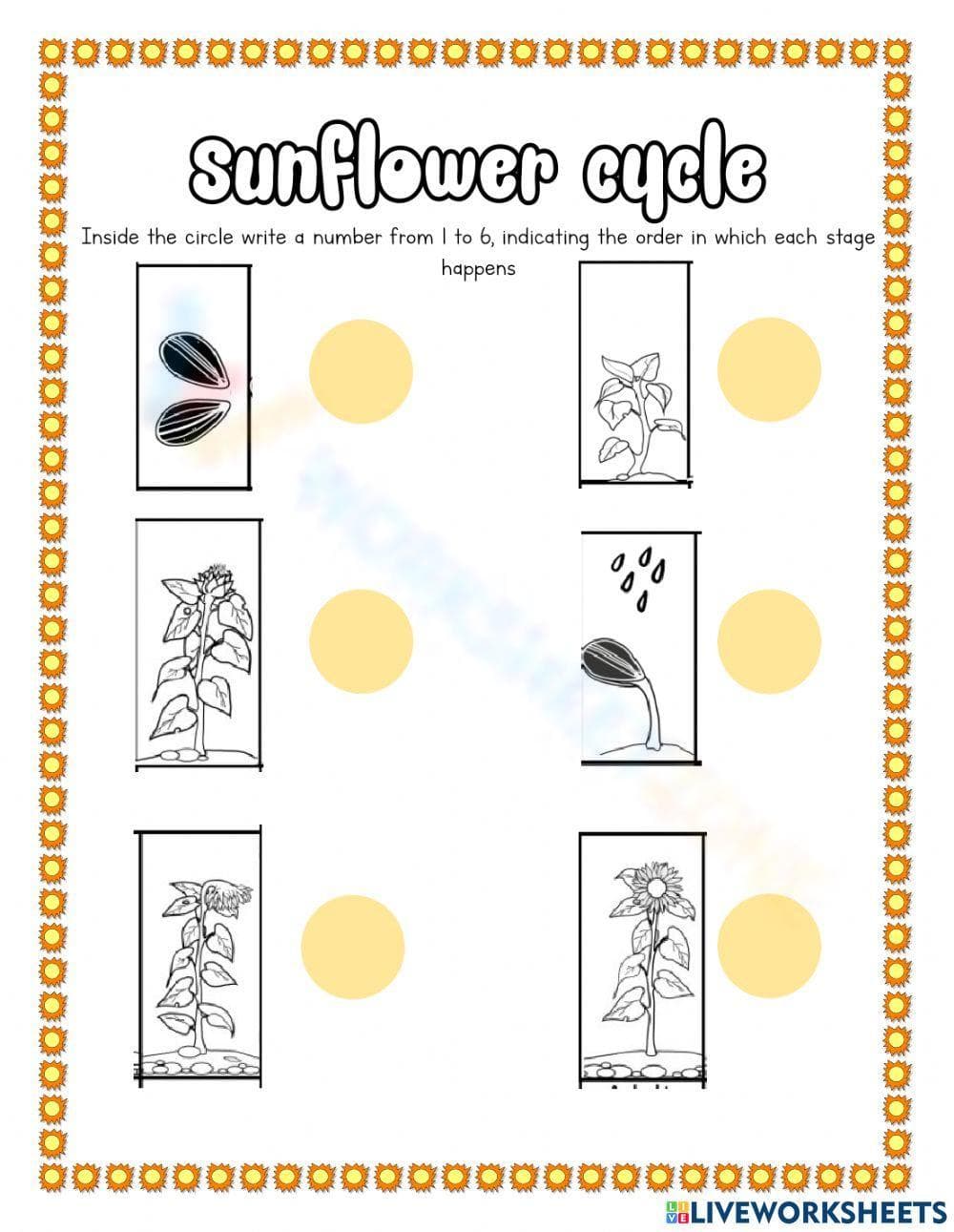 Explore the Sunflower Cycle - Page 1