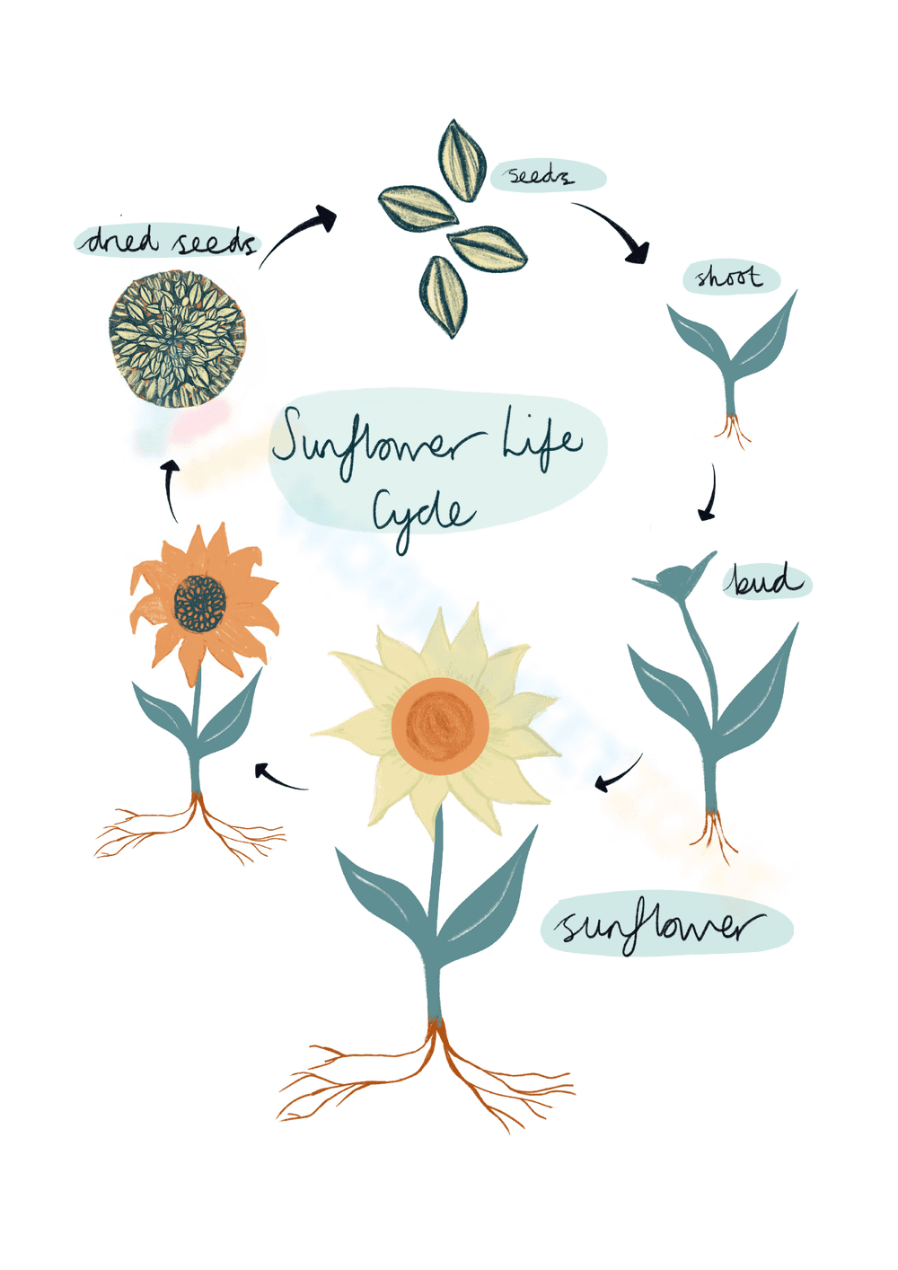 Illustrate Sunflower Life Stages - Page 1