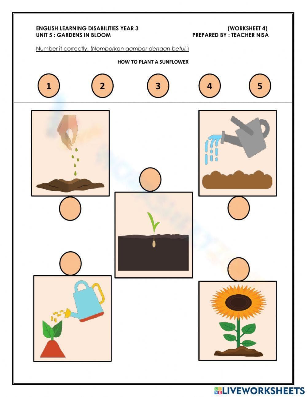 Sunflower Stages of Development Worksheet - Page 1
