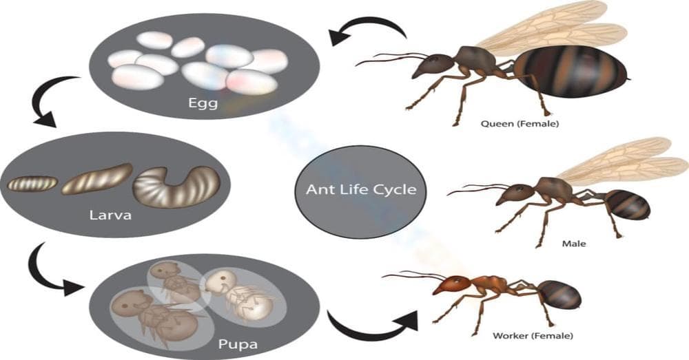Learning the Ant Life Cycle - Page 1