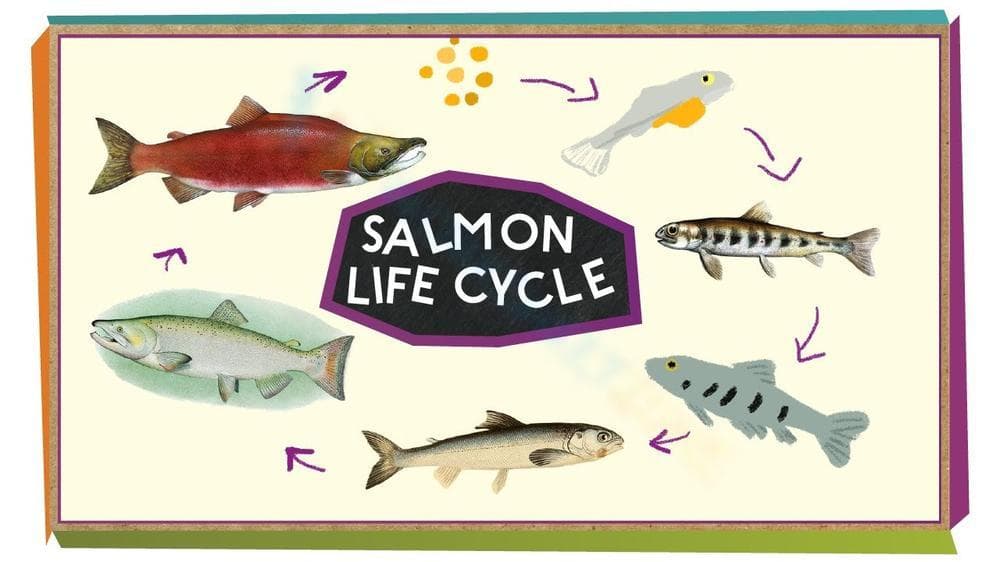 Discover the Salmon Life Cycle - Page 1