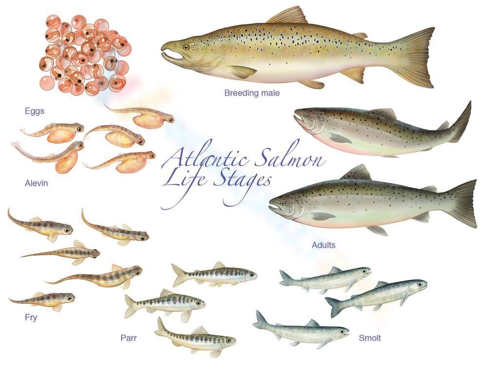 Atlantic Salmon Life Stages Worksheet - Page 1