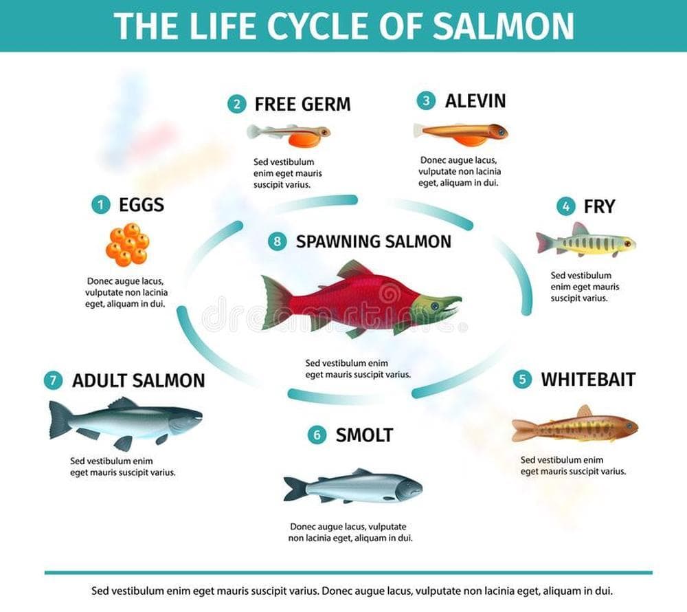 Life Cycle of Salmon Worksheet - Page 1