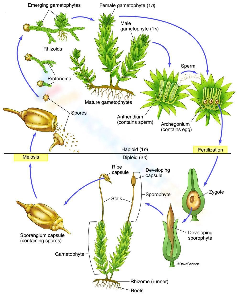 Moss Life Cycle Wheel Worksheet - Page 1