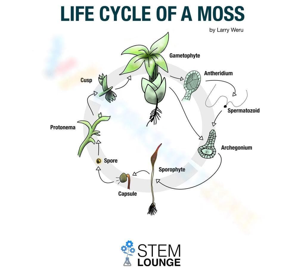 Life Cycle of a Moss: Botany Worksheet - Page 1