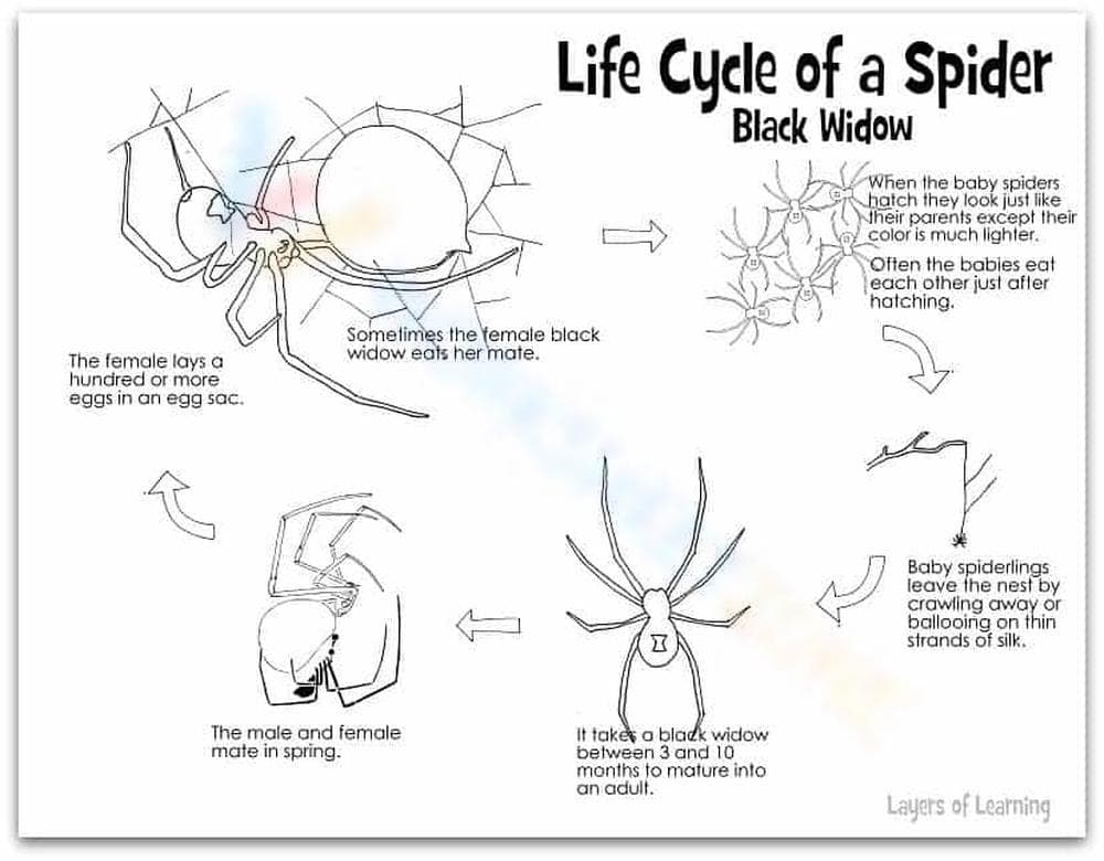 Exploring the Life Cycle of a Spider - Page 1