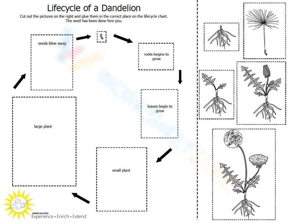 Dandelion Life Cycle Wheel - Page 1