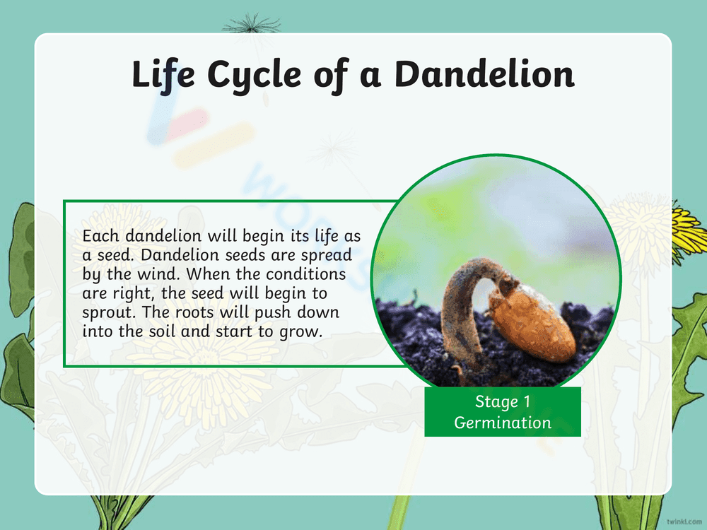 Explore the Dandelion Life Cycle - Page 3