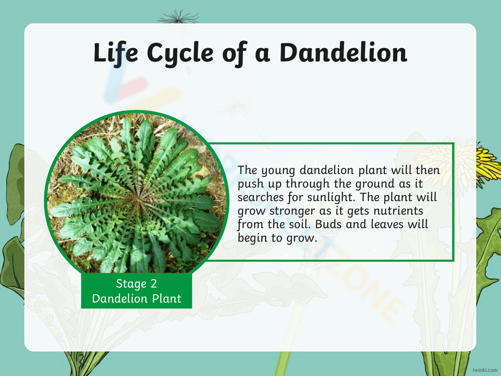 Explore the Dandelion Life Cycle - Page 4