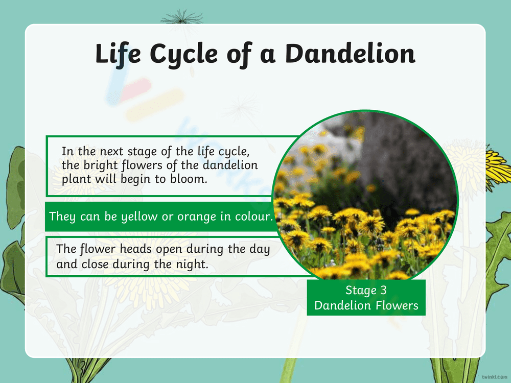 Explore the Dandelion Life Cycle - Page 5
