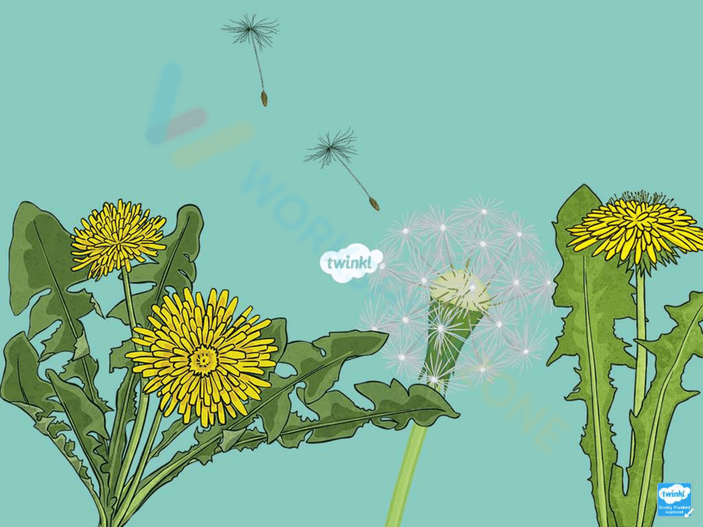Explore the Dandelion Life Cycle - Page 8