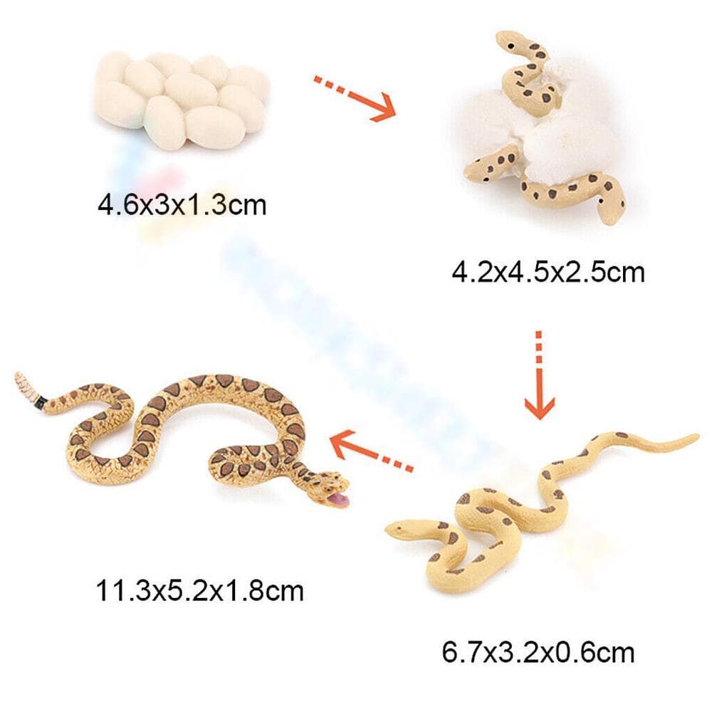 Explore the Snake Life Cycle - Page 1