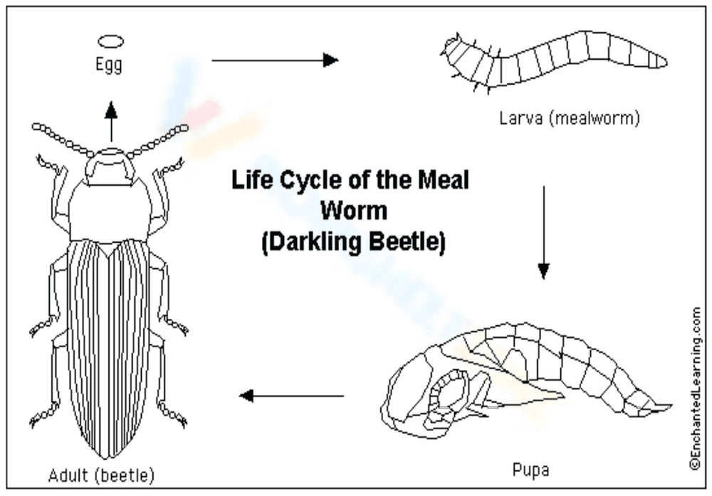 Worksheet on the Life Cycle of a Mealworm - Page 1