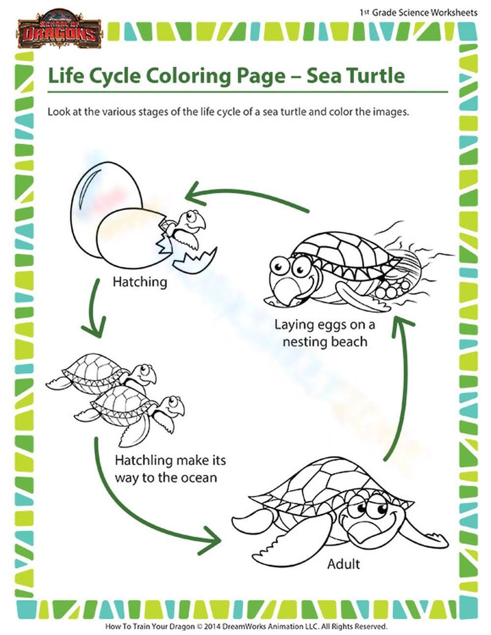 Explore Sea Turtle Life Stages - Page 1