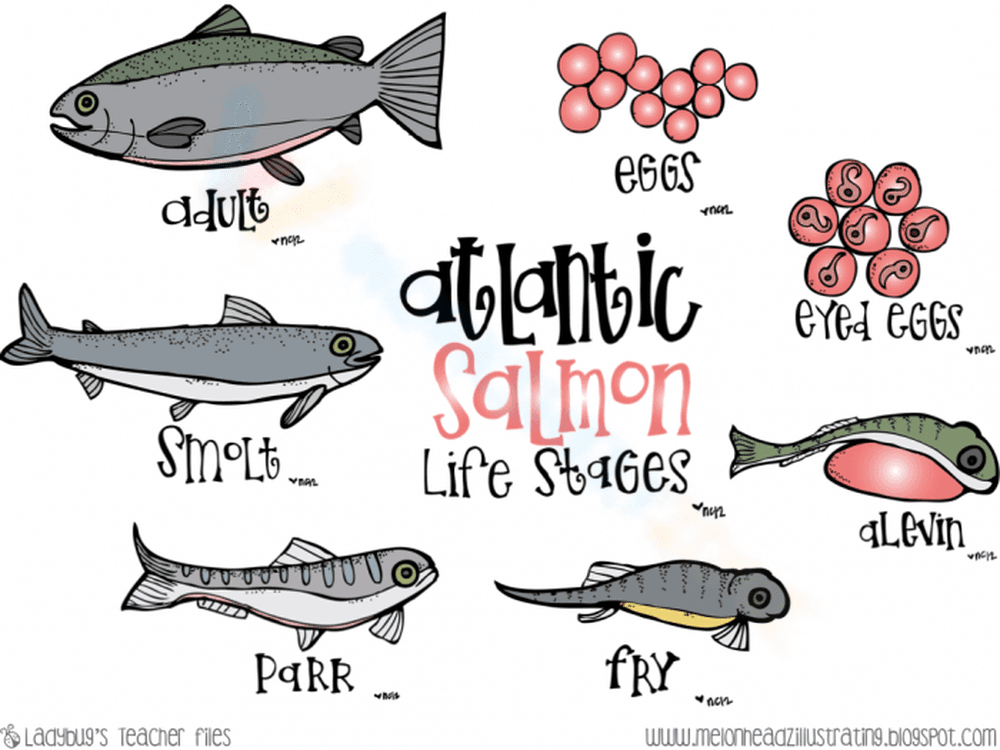 Atlantic salmon life stages - Page 1