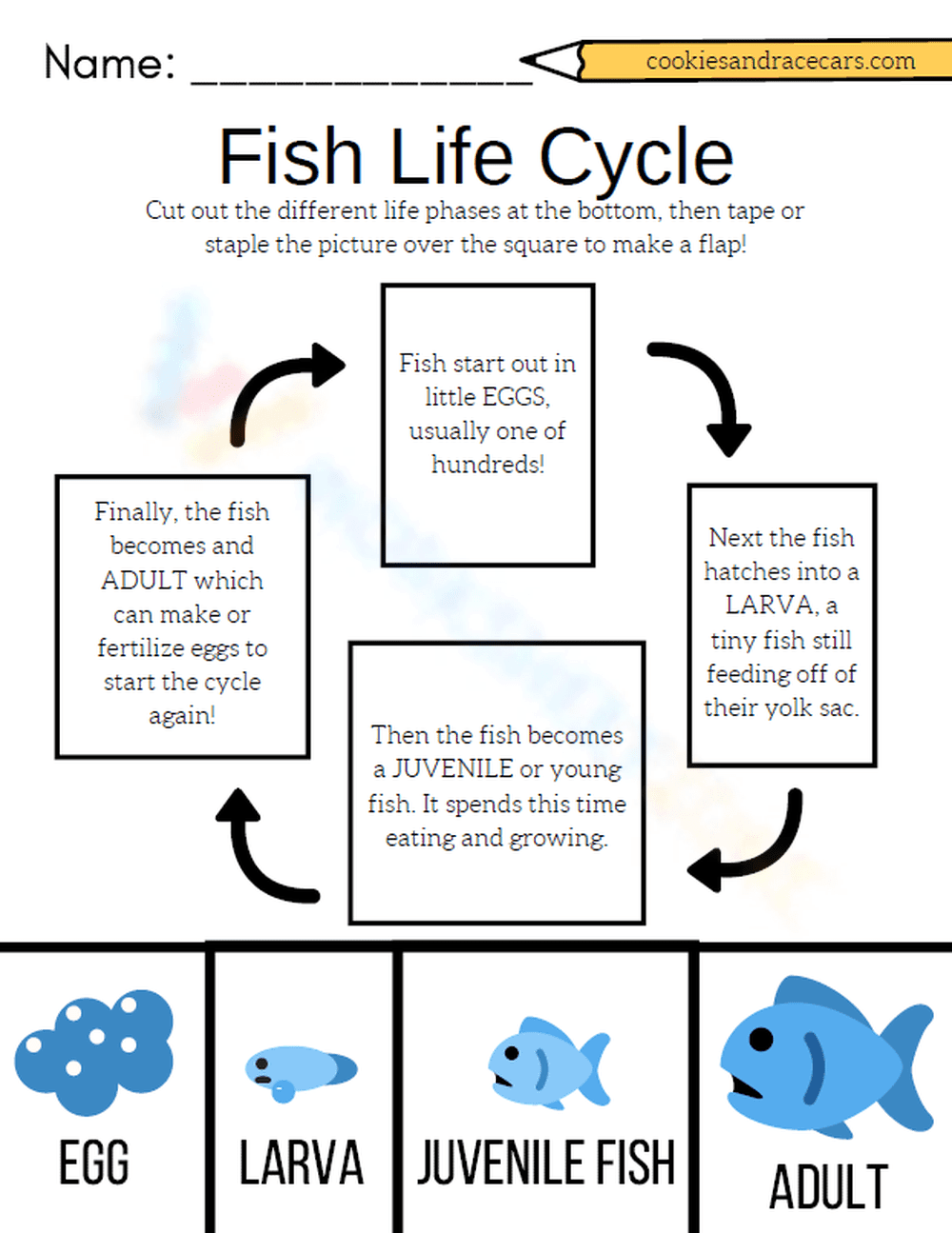 Fish Life Cycle: A Worksheet for Young Learners - Page 1