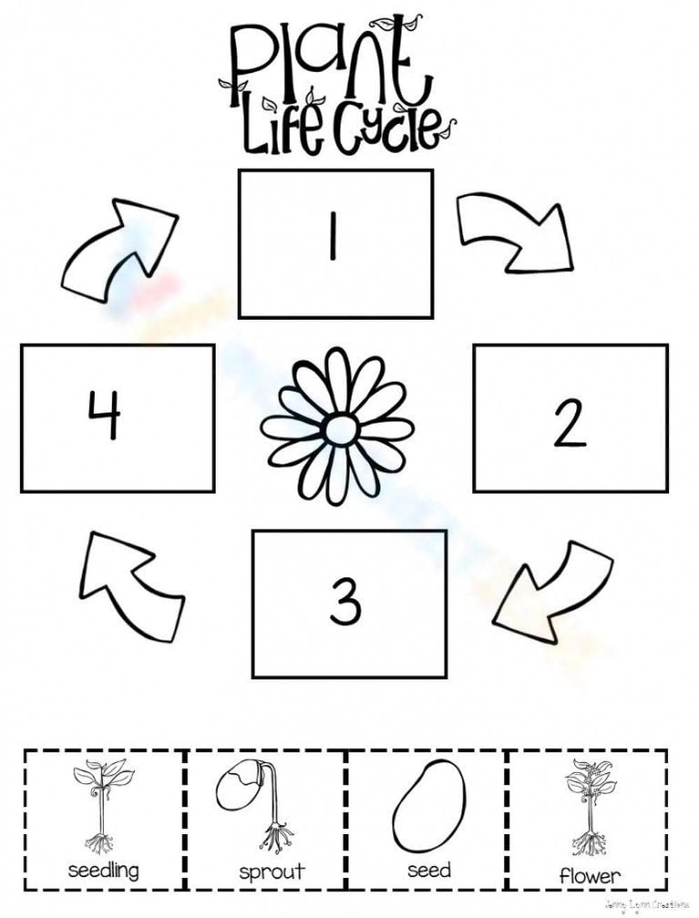 Practice Plant Life Cycle Worksheet - Page 1