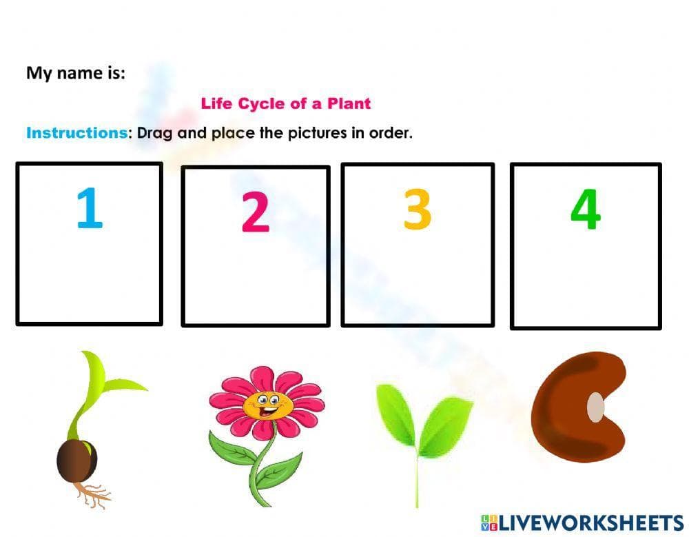 Life cycle of a plant - Page 1