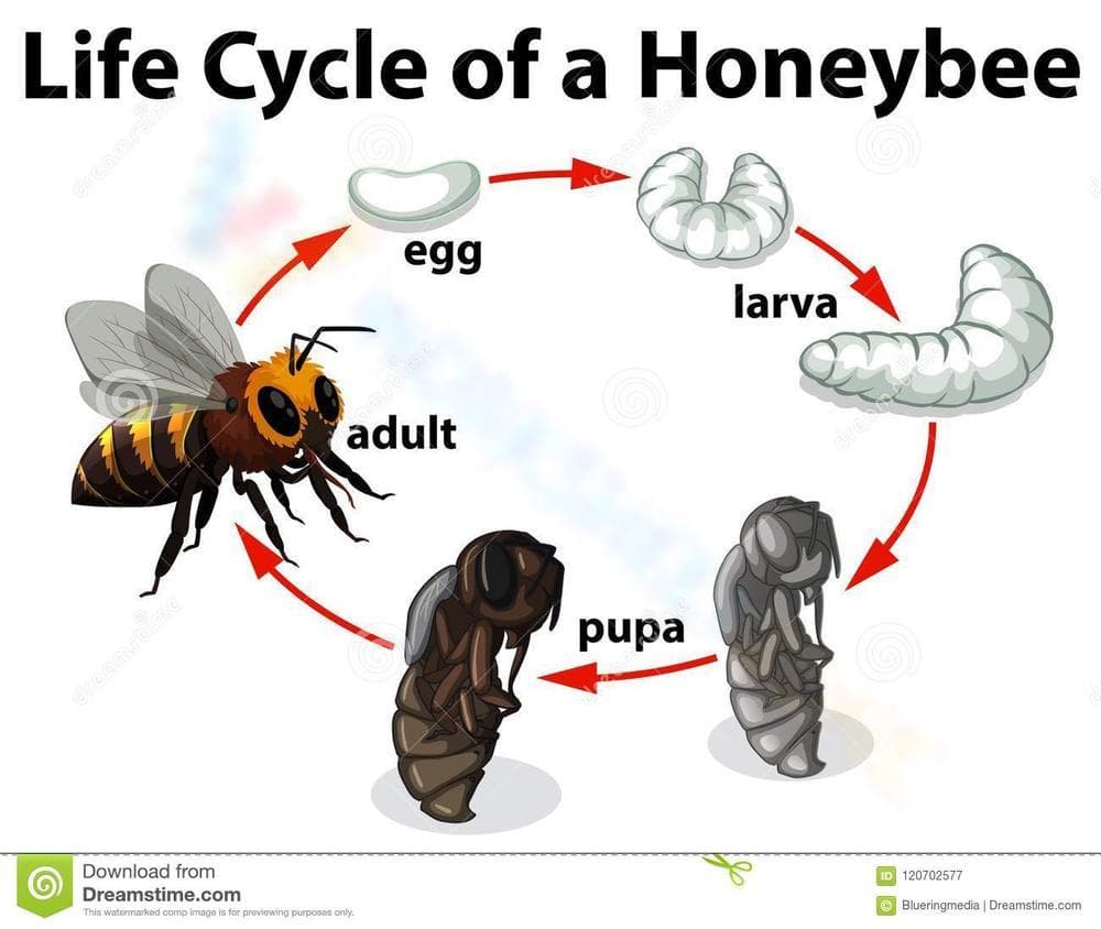 Honeybee Life Cycle Worksheet: Learn about Bees - Page 1