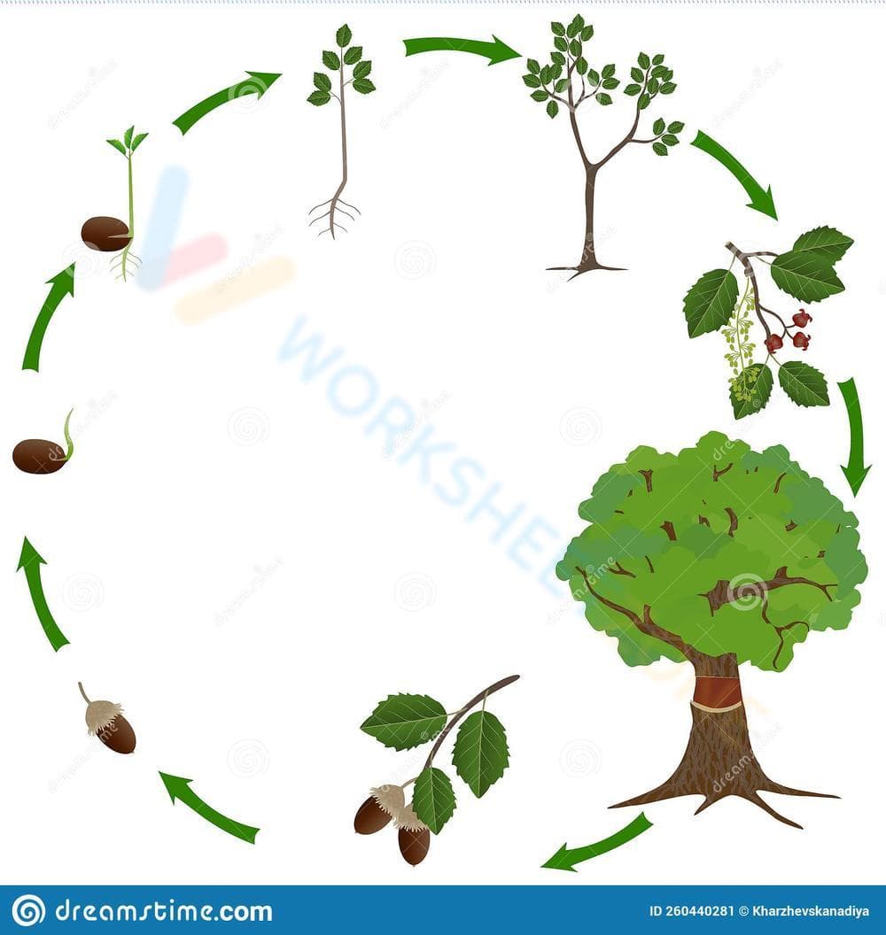 Explore the Life Cycle of an Oak Tree Worksheet - Page 1