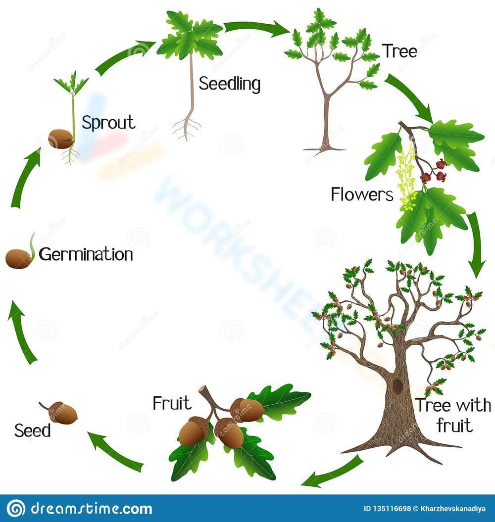 Oak Tree Life Cycle Detailed - Page 1
