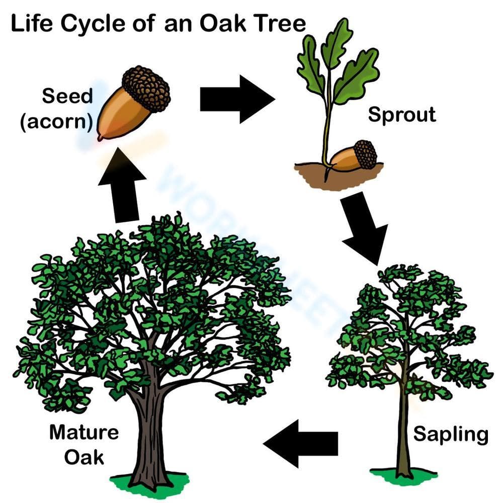 Life cycle of an oak tree - Page 1