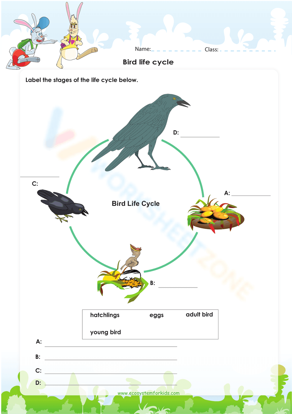 Bird Life Cycle Worksheet - Page 1