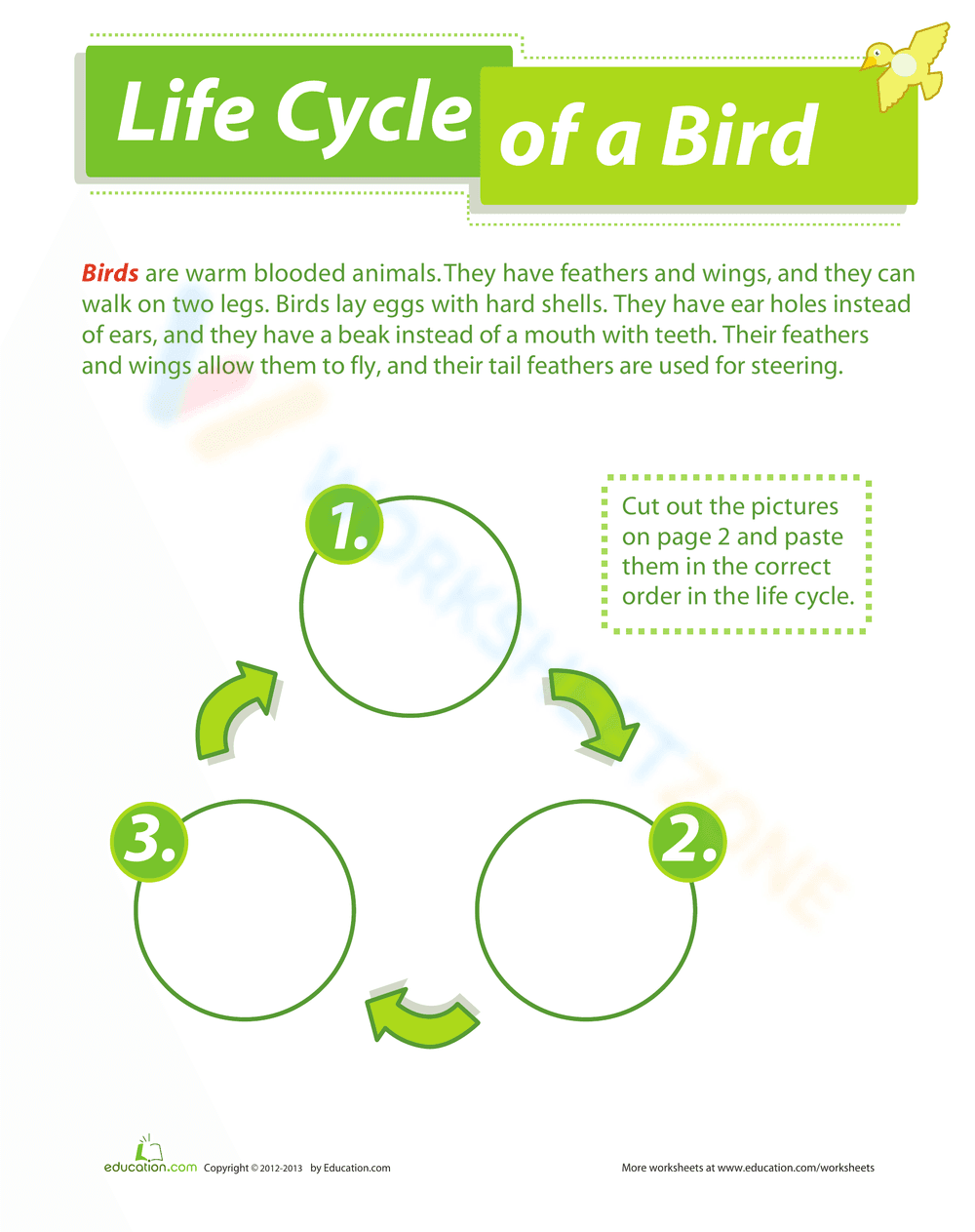 Bird's Life Cycle Learning - Page 1