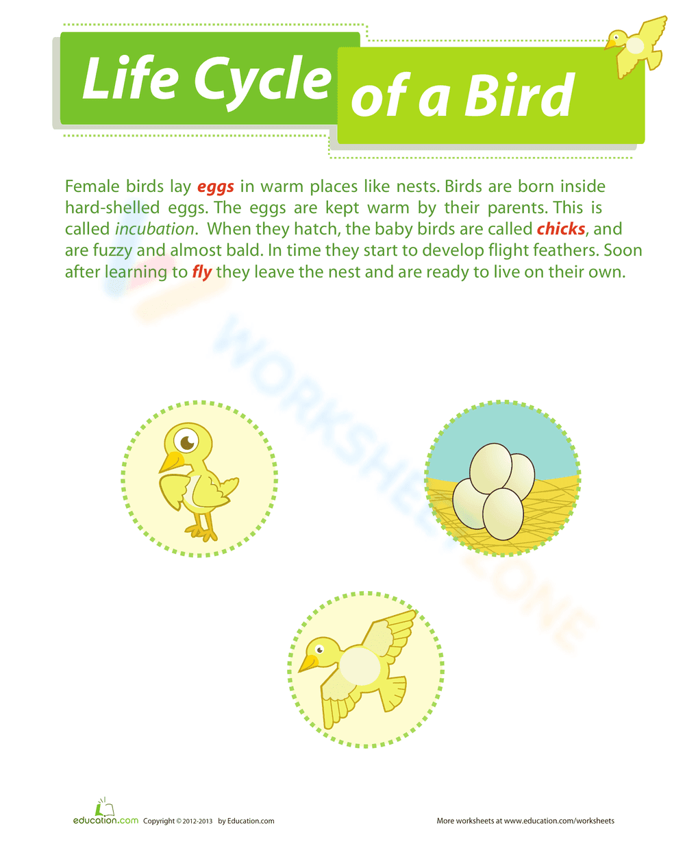 Bird's Life Cycle Learning - Page 2
