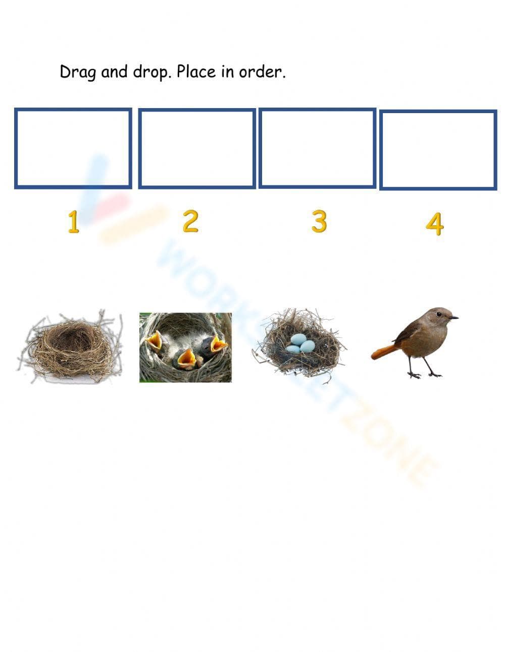 A Bird's Life Cycle Worksheet - Page 1