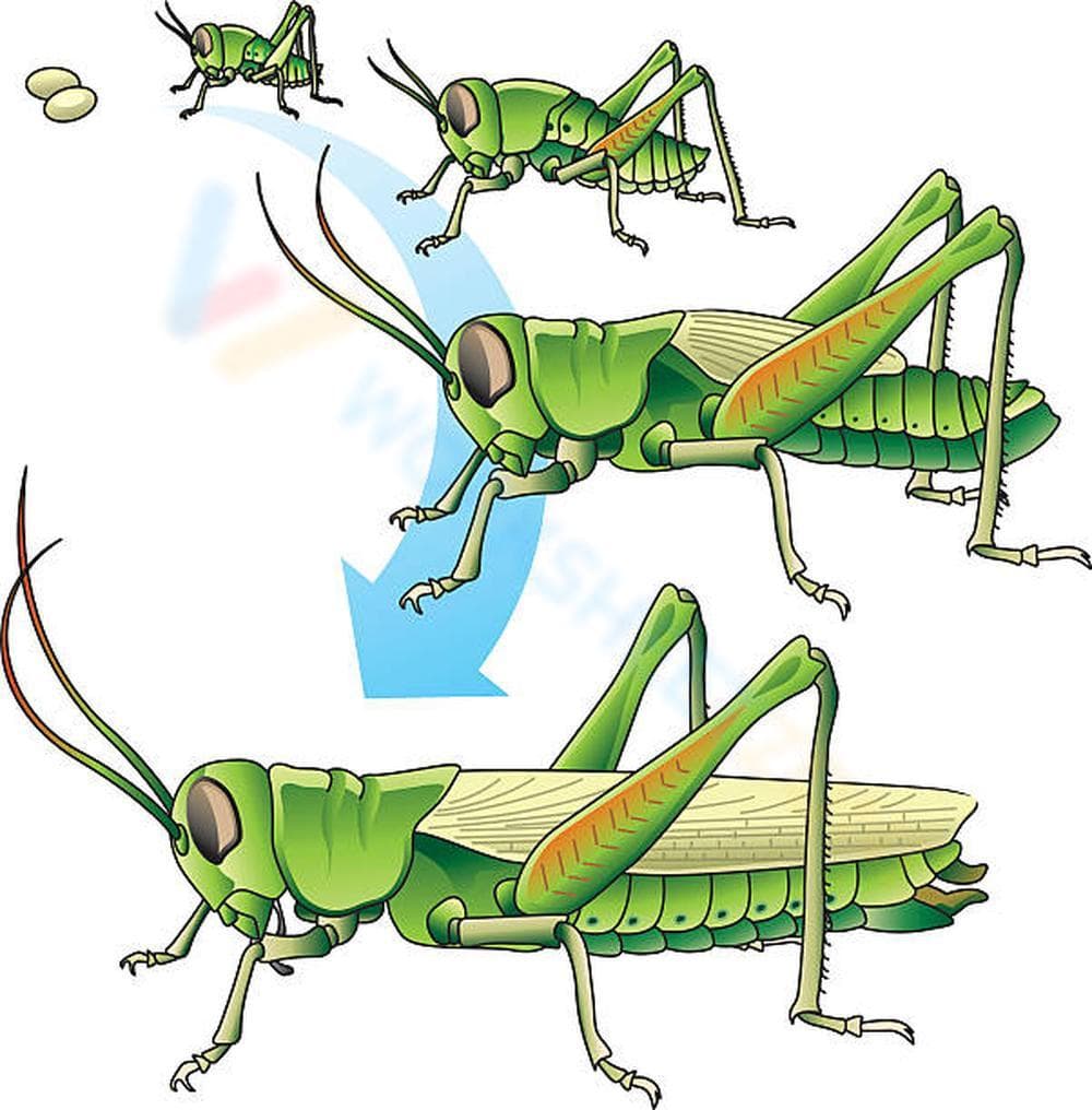 Life Cycle of Grasshoppers - Page 1